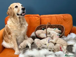 Golden Retriever dogs New Forest - Beautiful Golden Retriever Puppies - Advert 11