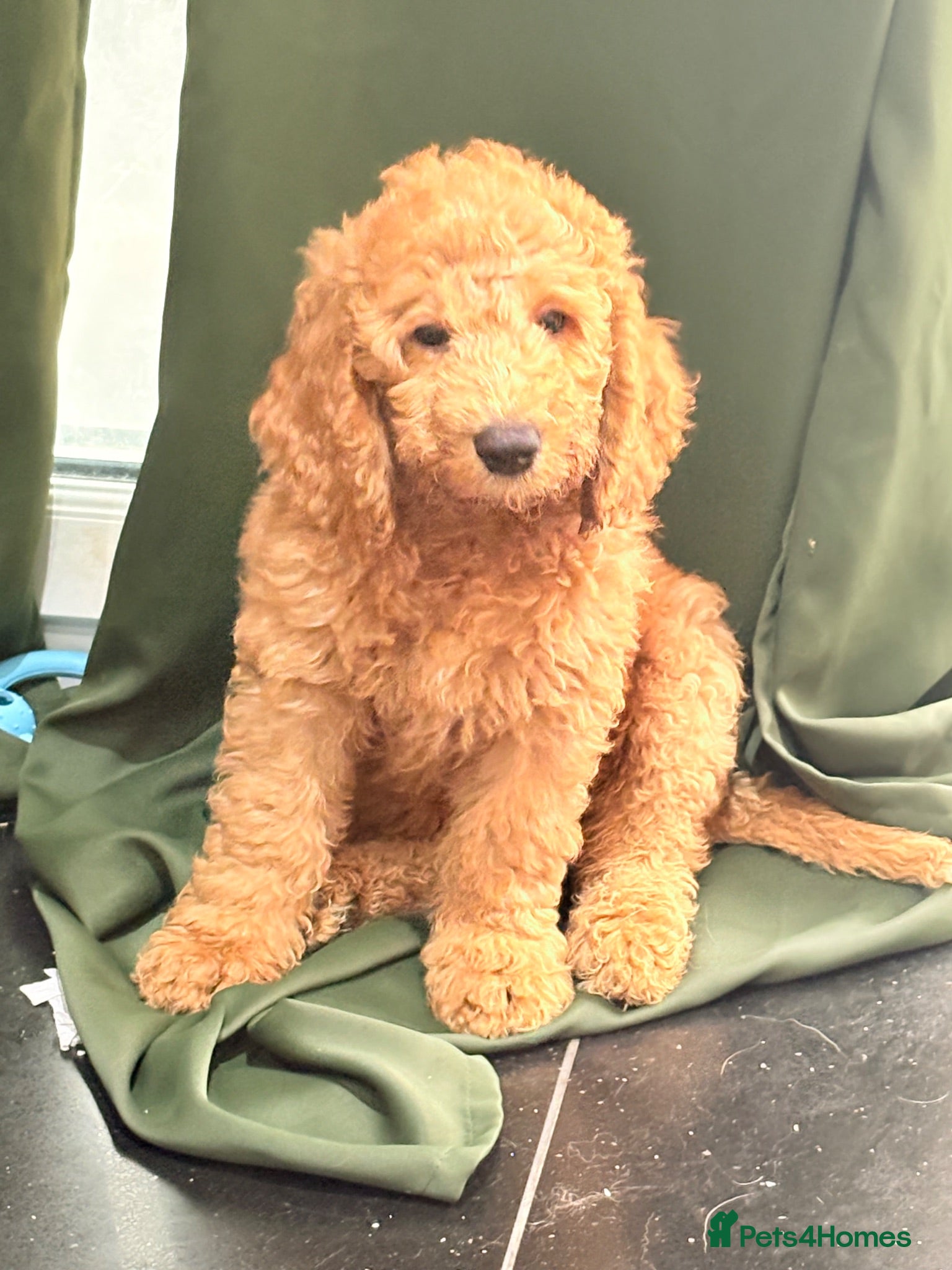 Mini Goldendoodle dogs READY NOW Last Mini Goldendoodle  - Advert 2