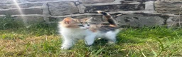Mixed Breed cats for sale: Beautiful Long haired female kittens. - Advert 1
