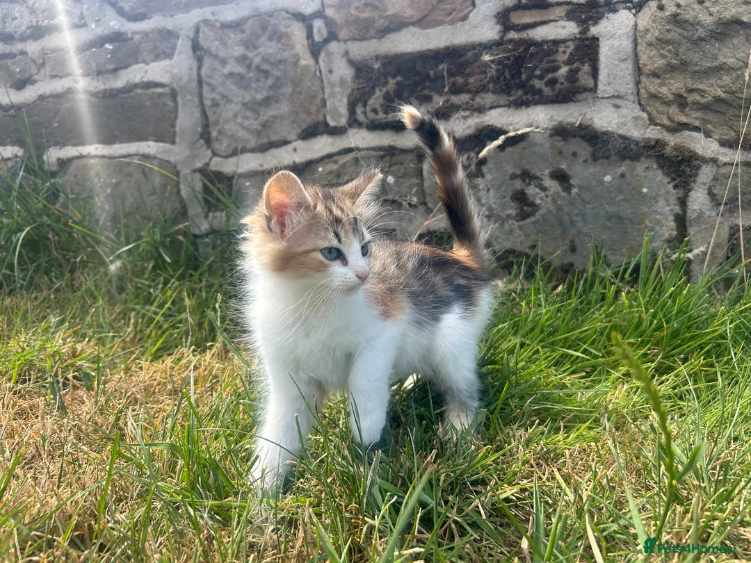 Mixed Breed cats for sale: Beautiful Long haired female kittens. - Advert 1