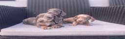 Miniature Dachshund dogs for sale: 💖💙beautiful Dachunds💖💙 - Advert 3