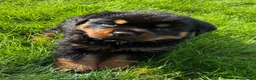 Rottweiler dogs for sale: 🏆🐾 5STAR BREEDERS🐾🏆KC REG girl and boys 💖💙 - Advert 23