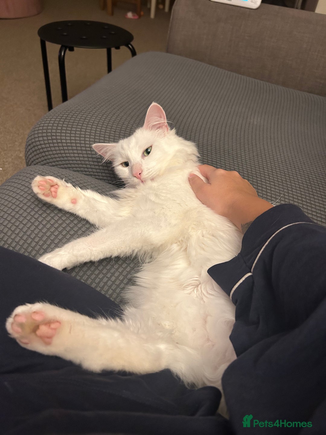 Domestic Shorthair cats for sale: Mike - the sweetest boy  - Advert 3