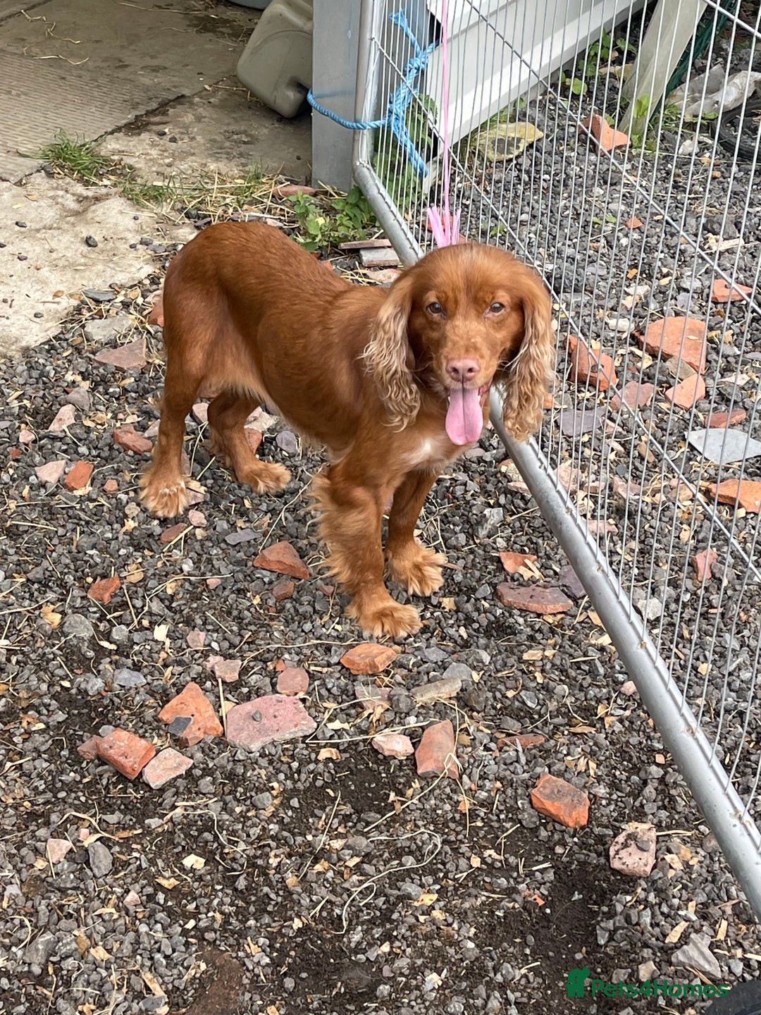 Cocker Spaniel dogs for sale: Cocker spaniels - Advert 2
