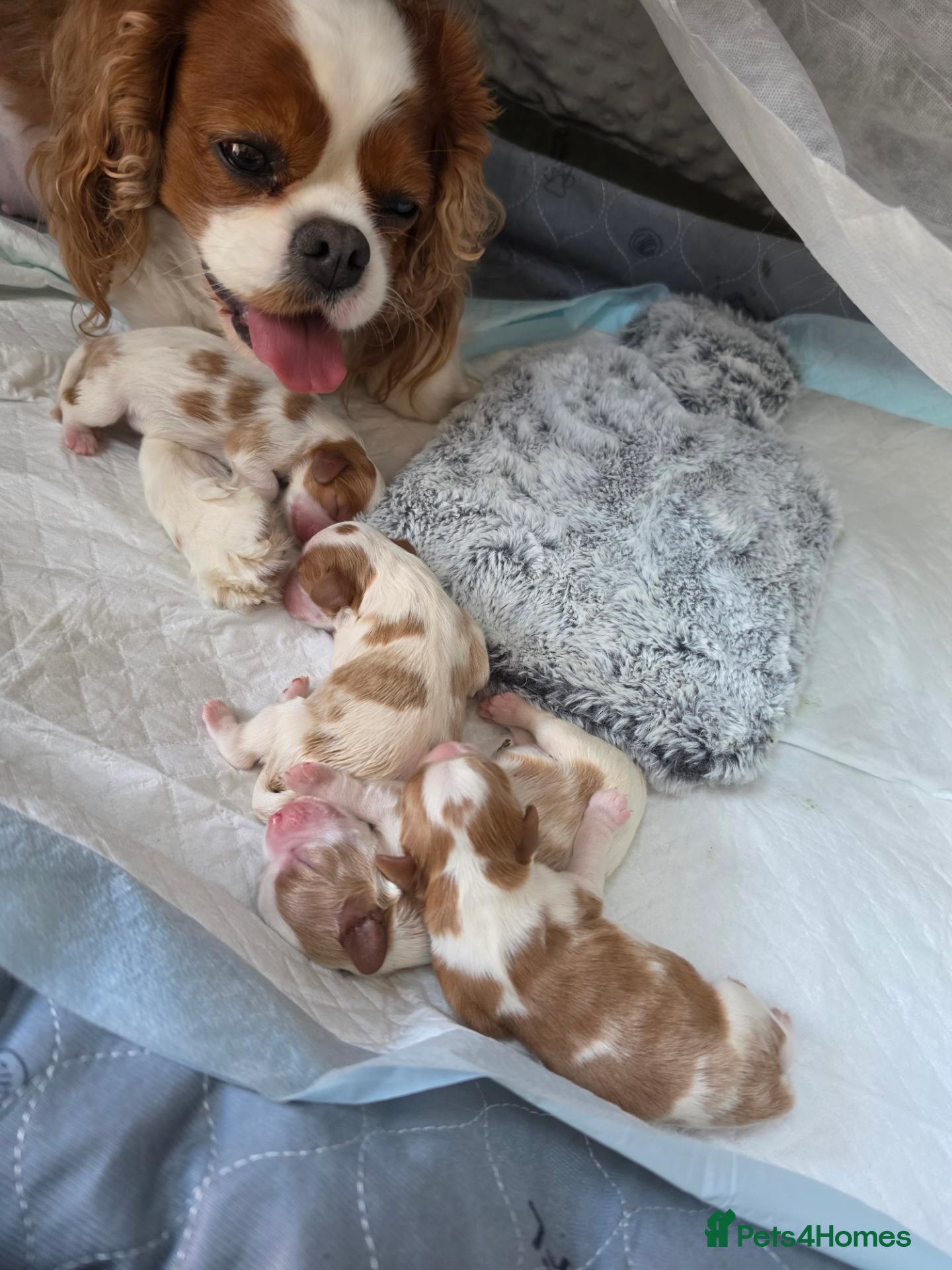 Cavalier King Charles Spaniel dogs Beautiful KC Reg Health Tested Cavalier Puppies - Advert 1