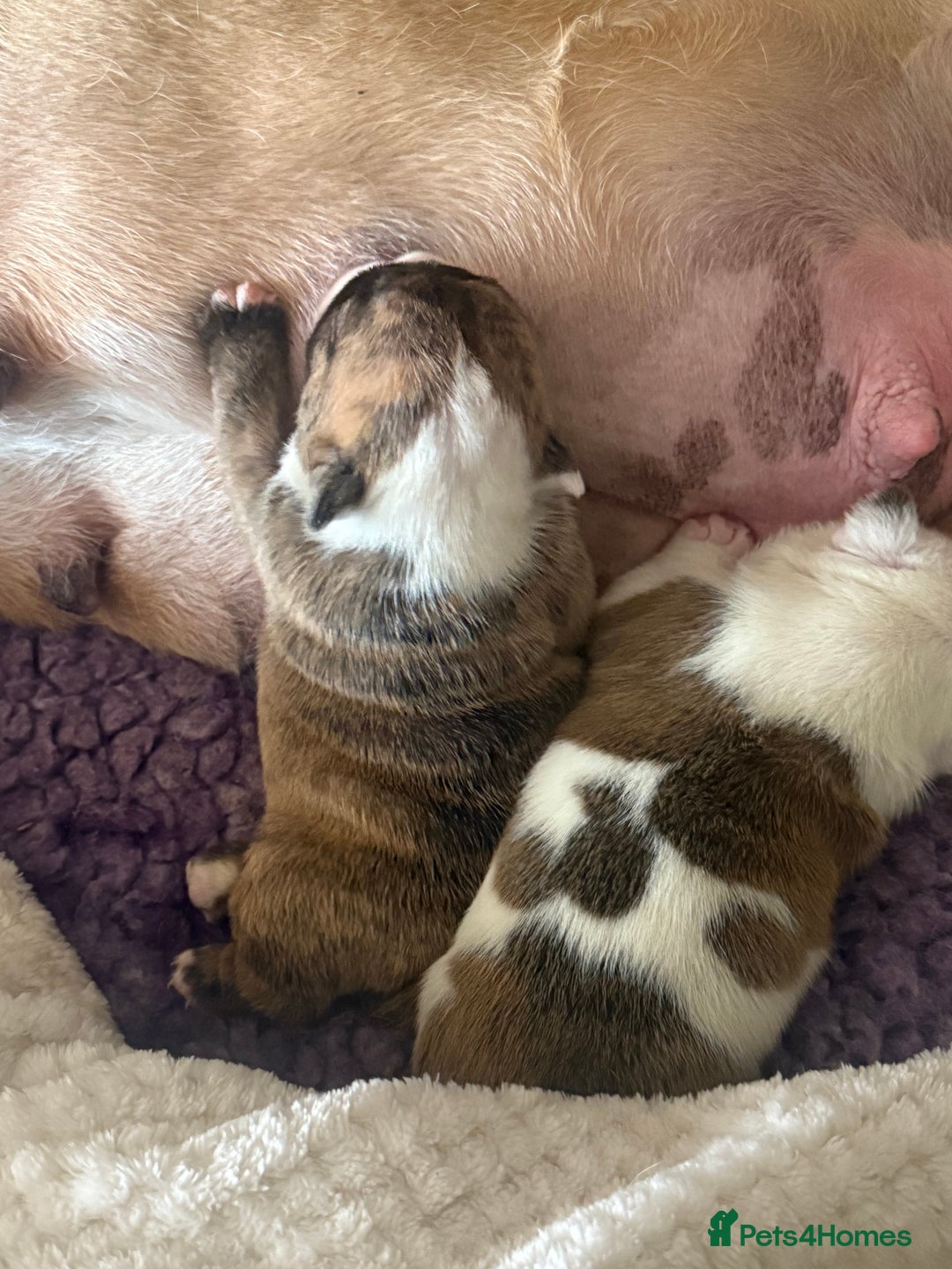 English Bulldog dogs for sale: Beautiful Bulldog Puppies Available  - Advert 3