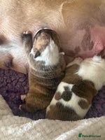 English Bulldog dogs Beautiful Bulldog Puppies Available - Advert 2