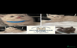 British Shorthair cats for sale: GCCF REG HEALTH TESTED KTTENS AVAILABLE 🥰 - Image 2