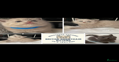 British Shorthair cats - Advert 7