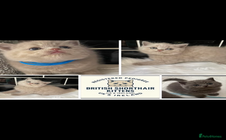 British Shorthair cats - Advert 14