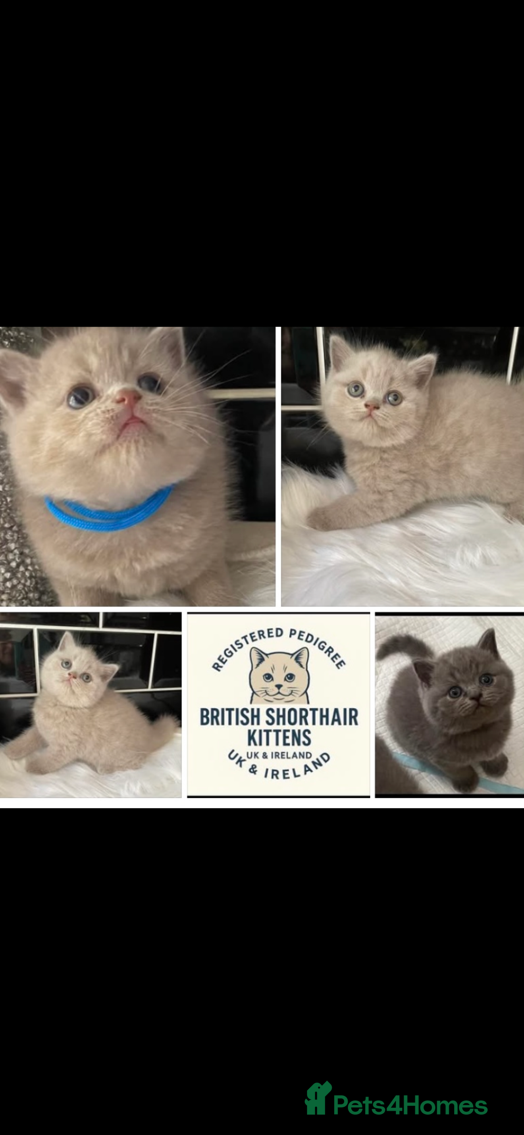 British Shorthair cats for sale: GCCF REG HEALTH TESTED KTTENS AVAILABLE 🥰 - Image 2