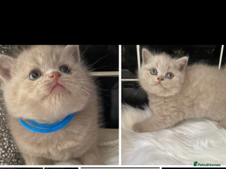 British Shorthair cats - Advert 9