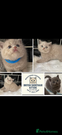 British Shorthair cats - Advert 3