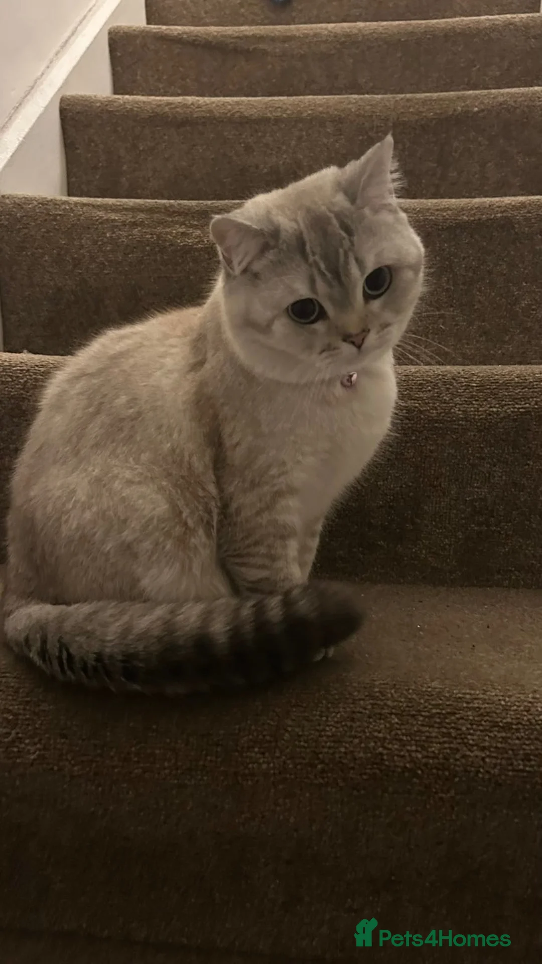 British Shorthair cats for sale: stunning 1 year old BSH cat in Preston - Advert 9