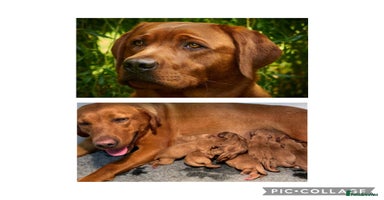 Labrador Retriever dogs - Advert 15