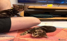Bengal cats for sale: Beautiful Bengal x tabby 2 girls available  - Image 5