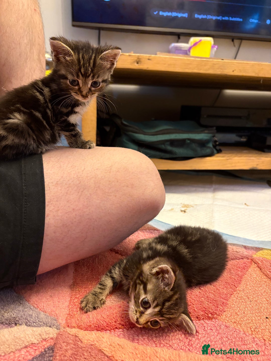 Bengal cats for sale: Beautiful Bengal x tabby 2 girls available  - Image 5