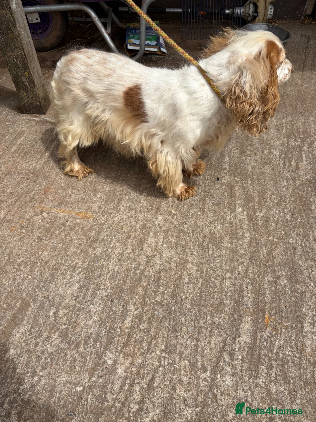 Cocker Spaniel dogs for sale: Showtype cocker spaniel  - Advert 2