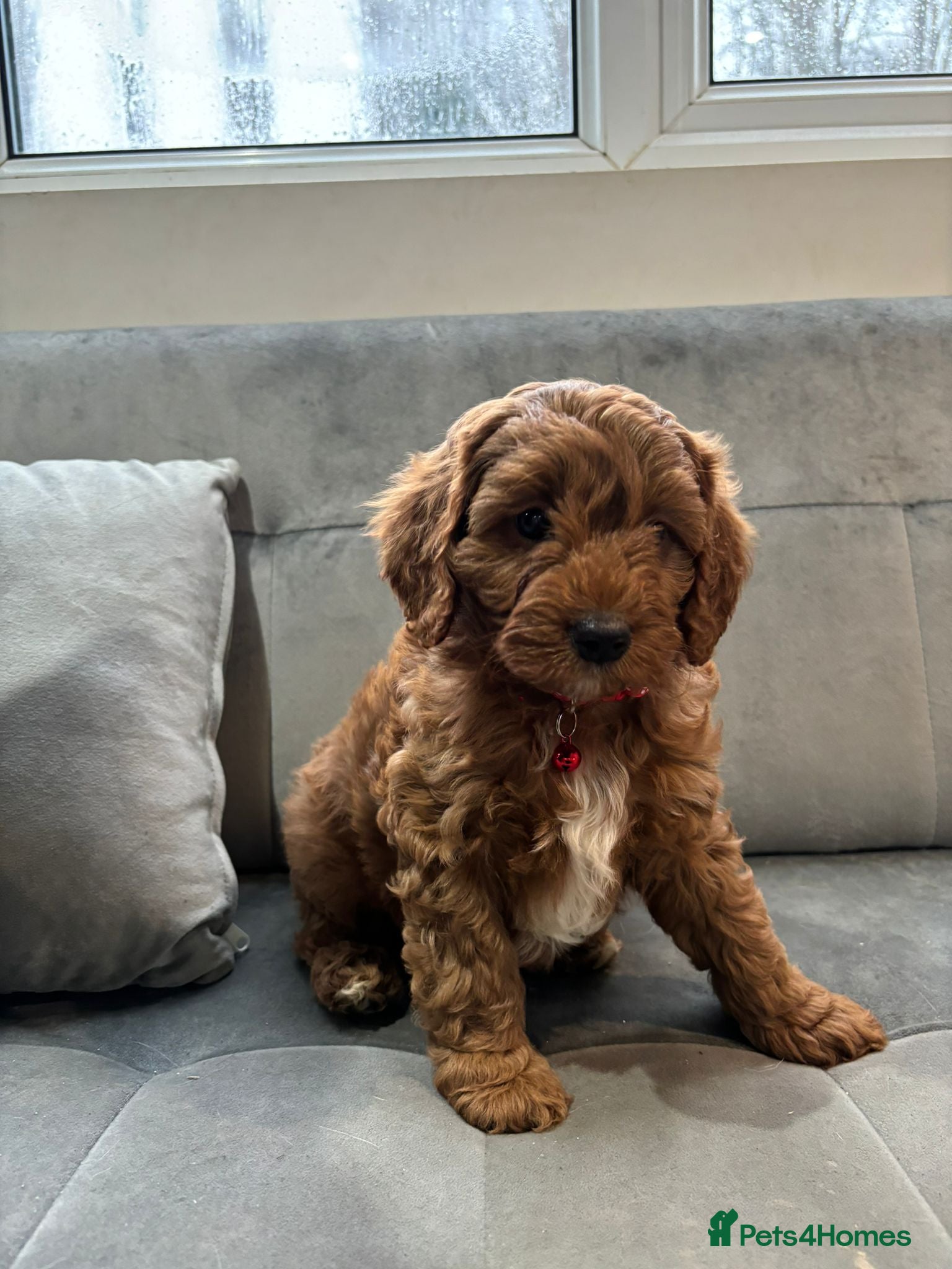 Cavapoo dogs Fully trained Cavapoos for sale  - Advert 1