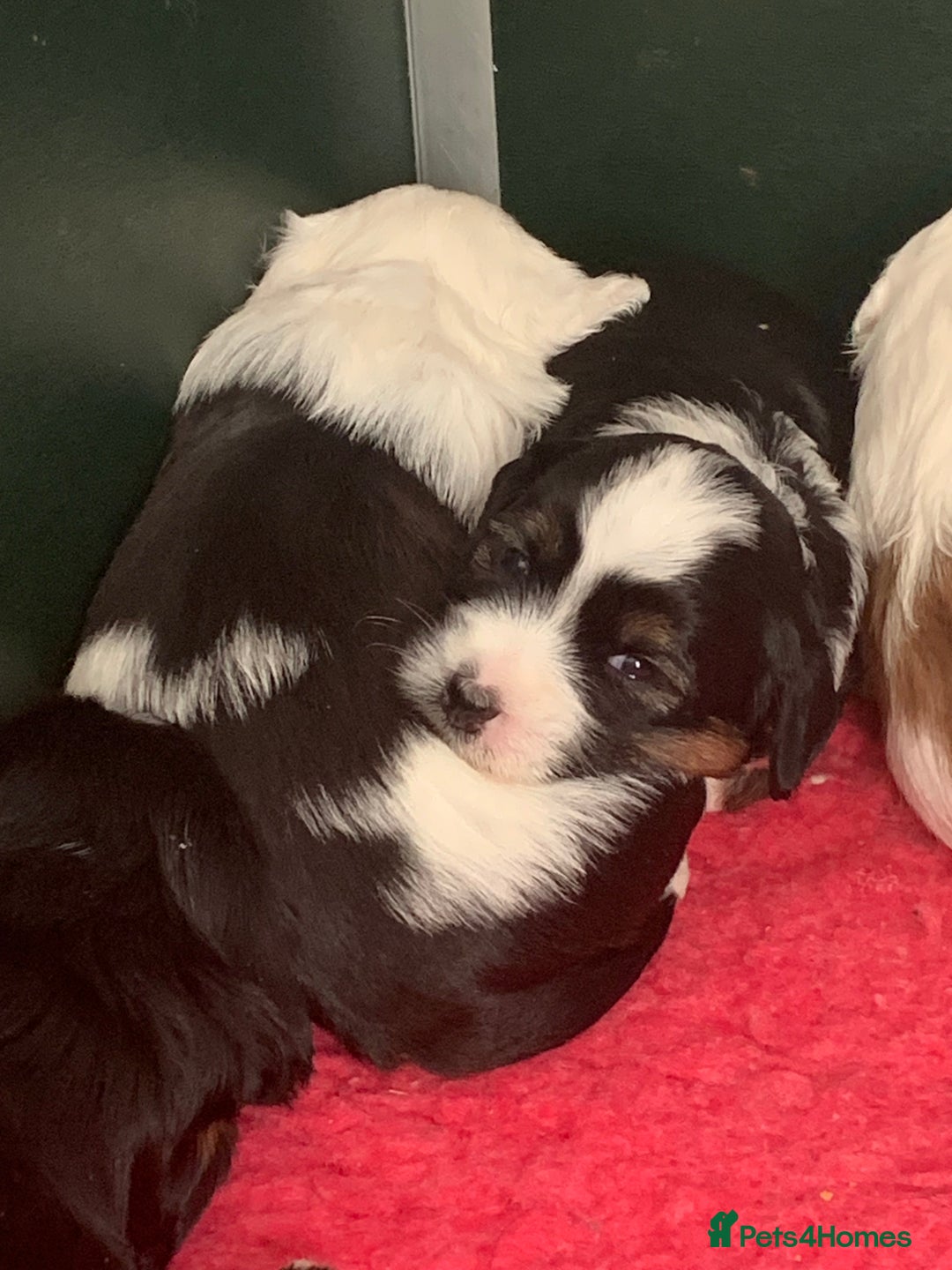 Tibetan Terrier dogs for sale: Beautiful Tibetan terrier puppies - Advert 4