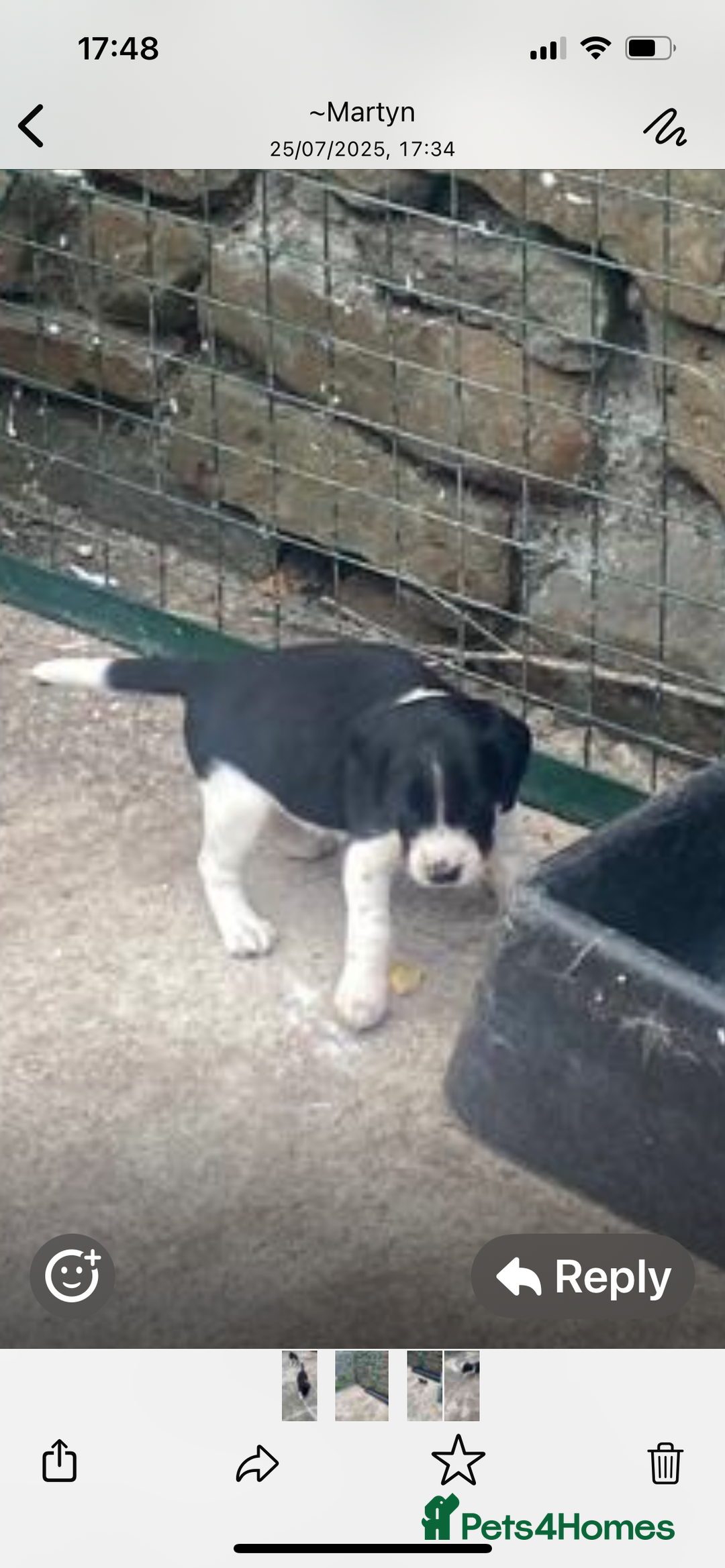 Mixed Breed dogs for sale: Speagle pup (male) - Image 2