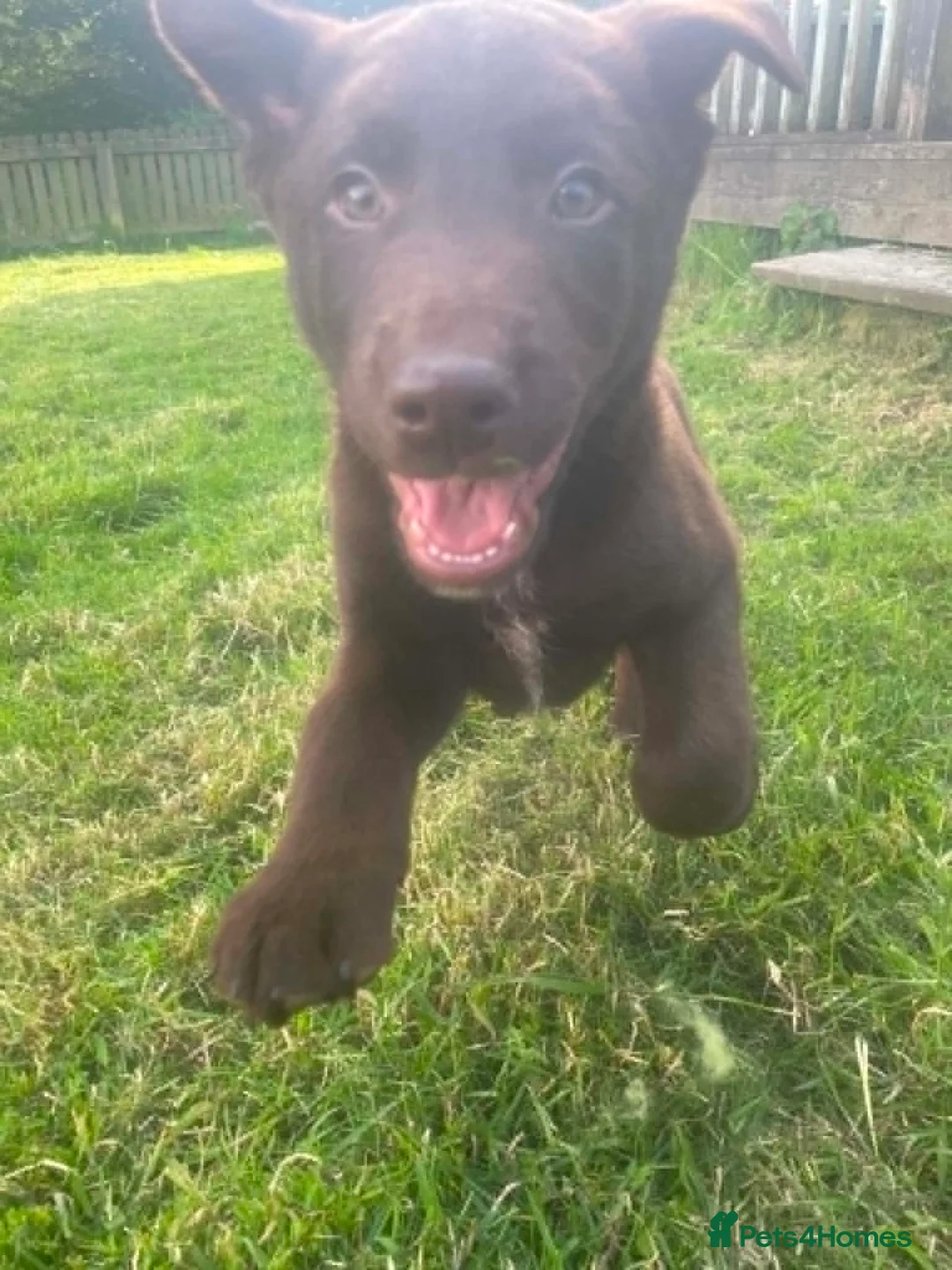 Mixed Breed dogs for sale: Chunky Chocolate Labrador Cross Sheepdog pups in Lampeter - Advert 15
