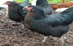 Chickens poultry for sale: Point of Lay Chickens - Image 2