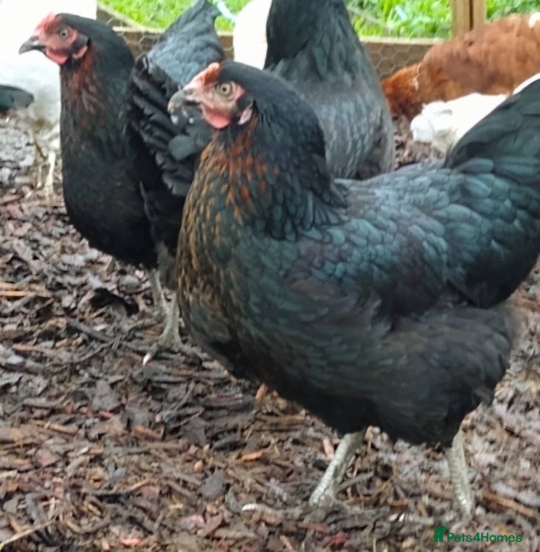Chickens poultry for sale: Point of Lay Chickens - Image 2