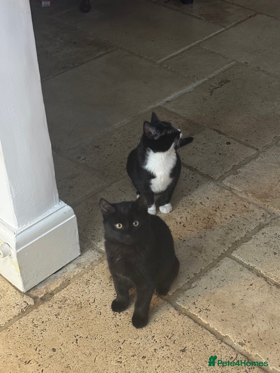 Mixed Breed cats for sale: 2 sisters, short haired kittens  - Advert 3