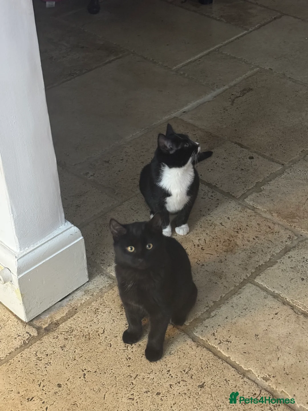 Mixed Breed cats for sale: 2 kittens, brother & sister, short haired - Advert 3