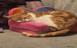 British Shorthair cats for sale: Beautiful ginger and white female cat - Image 1