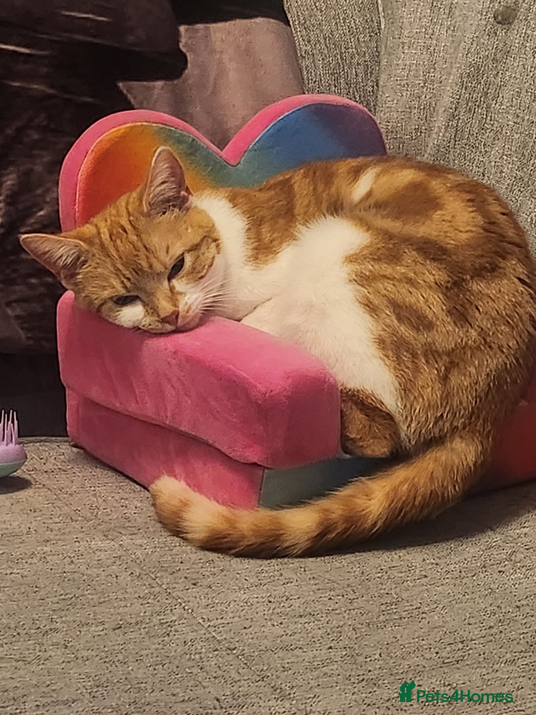 British Shorthair cats for sale: Beautiful ginger and white female cat - Image 1