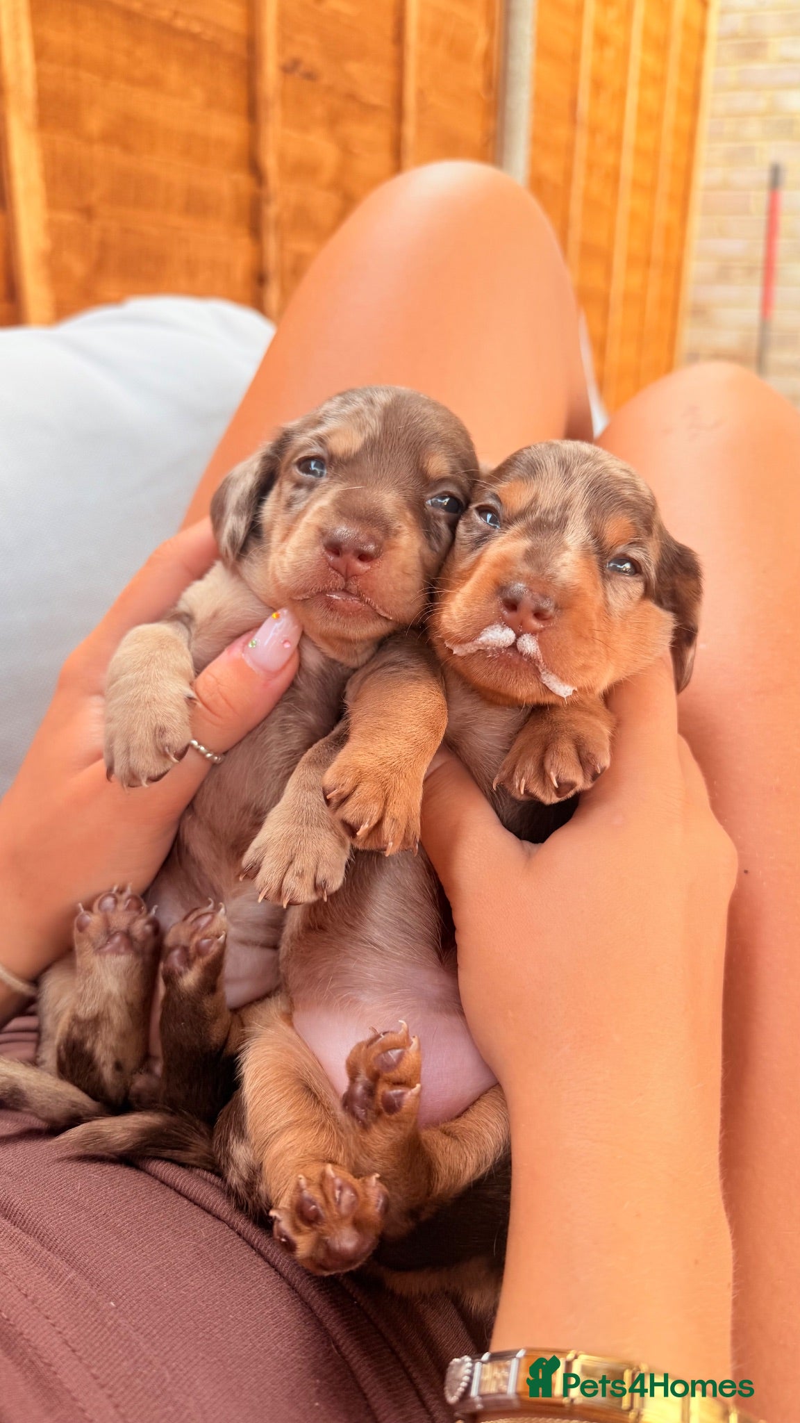 Miniature Dachshund dogs Isabella dappled miniature dachshunds🤍 - Advert 2