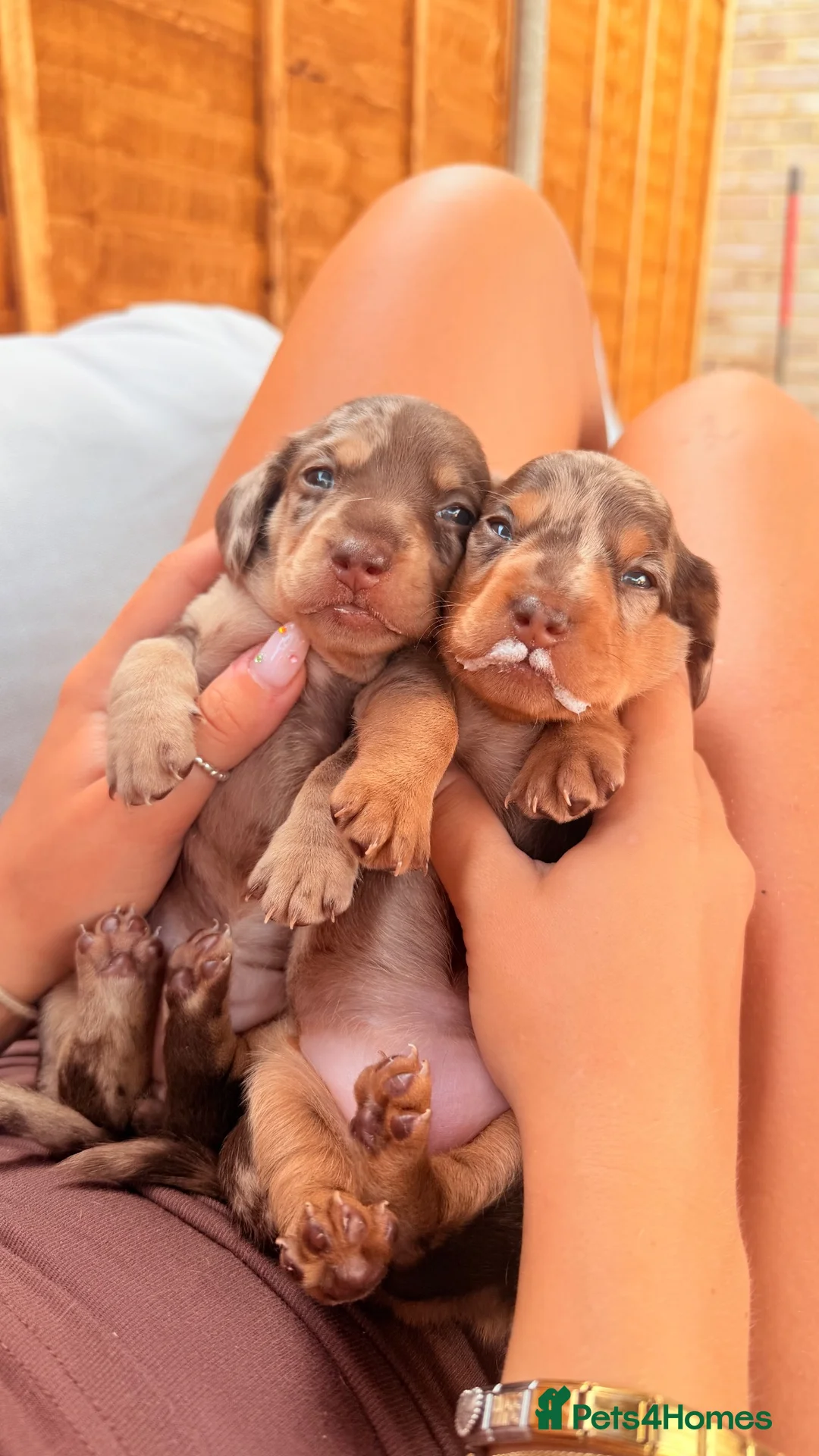 Miniature Dachshund dogs for sale: Isabella dappled miniature dachshunds🤍 - Advert 1