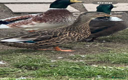 Ducks poultry for sale: Mixed ducks for sale  - Image 6