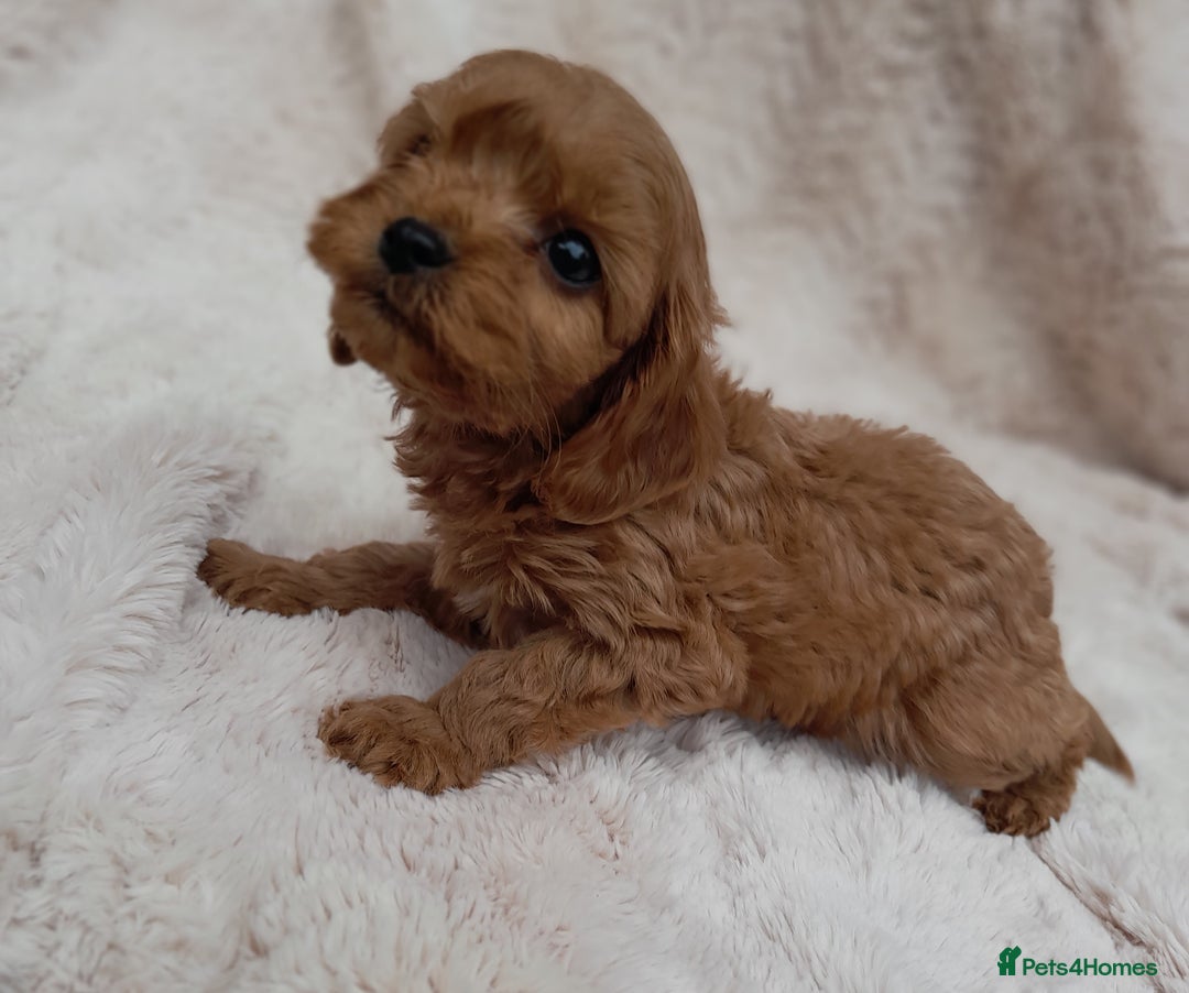 Cavapoo dogs for sale: Beautiful F1 Cavapoo Pups  - Image 6