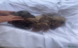 Cockapoo dogs for sale: Miniature f1 cockerpoos  - Image 16