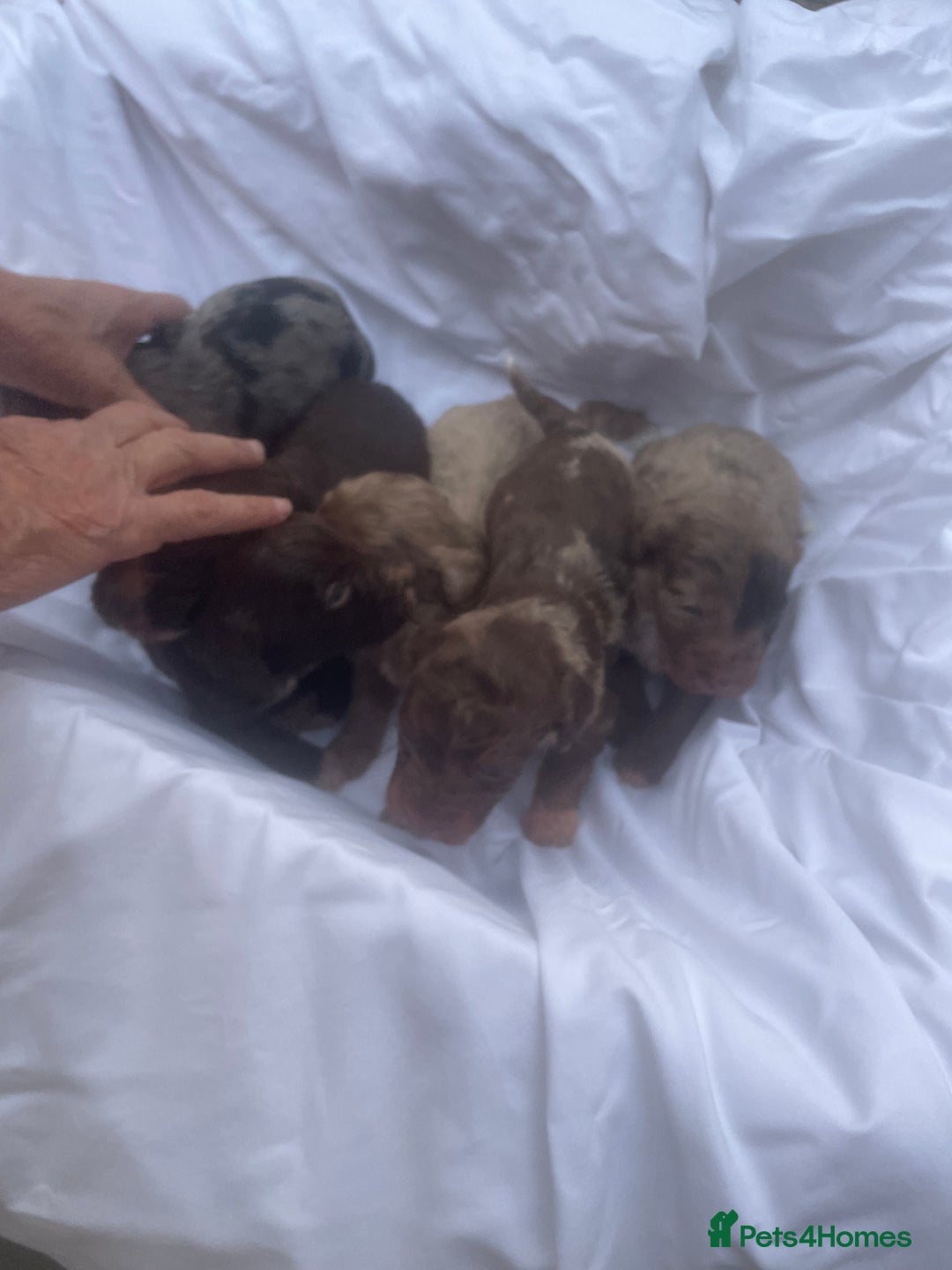 Cockapoo dogs for sale: Miniature f1 cockerpoos  - Image 16