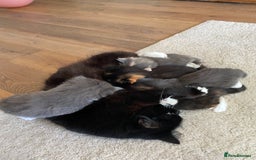Mixed Breed cats for sale: Beautiful kittens for sale - Image 2