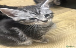 Mixed Breed cats for sale: Tabby cross Maine coon kittens   - Advert 12