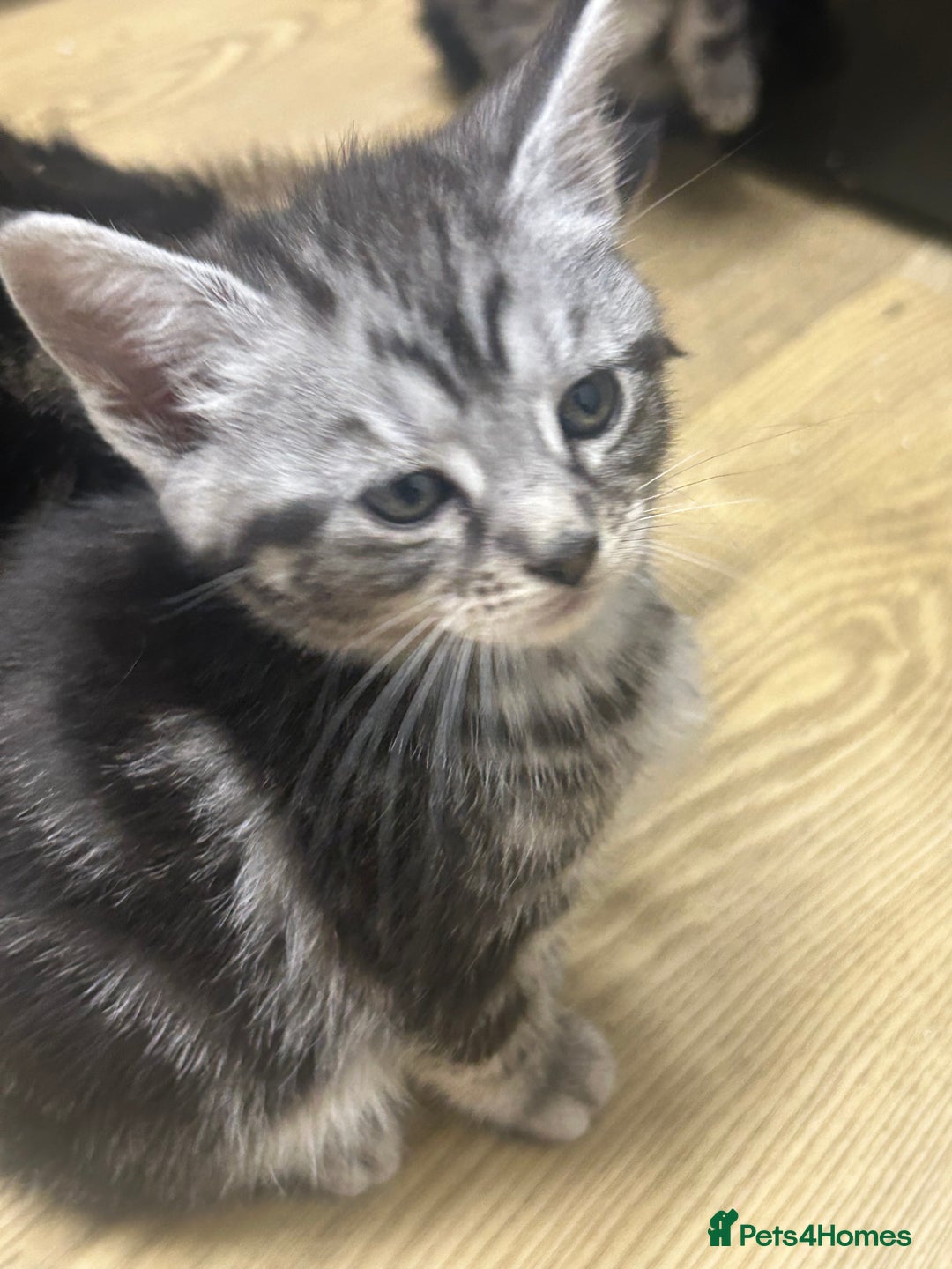 Mixed Breed cats for sale: Tabby cross Maine coon kittens   - Advert 12