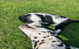 Mixed Breed dogs for sale: Last girl Ready to go Rare Dalmadoodle puppies 🏡 - Image 16