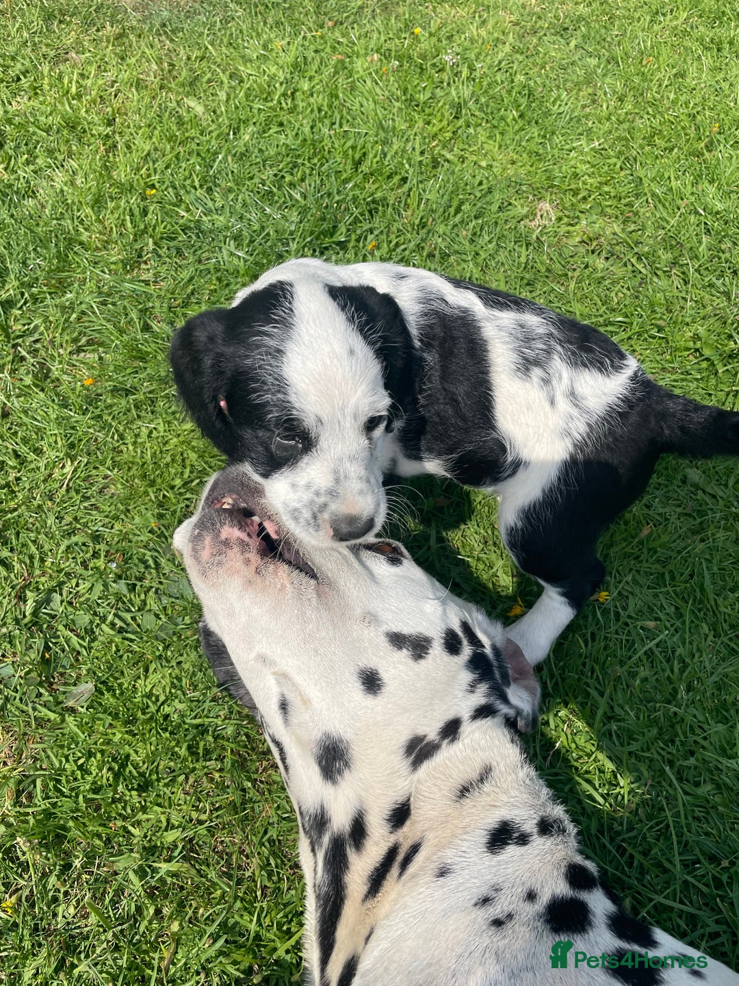 Mixed Breed dogs for sale: Last girl Ready to go Rare Dalmadoodle puppies 🏡 - Image 16