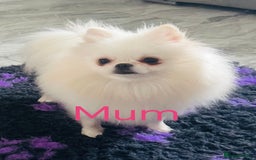 Pomeranian dogs for sale: Quality girl ready now PRINCESS 💕 - Image 38