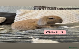 Mini Lop rabbits for sale: 4 Gorgeous Holland Lops😍 - Image 2
