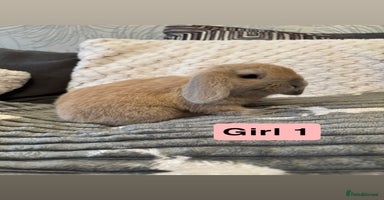 Mini Lop rabbits - Advert 4