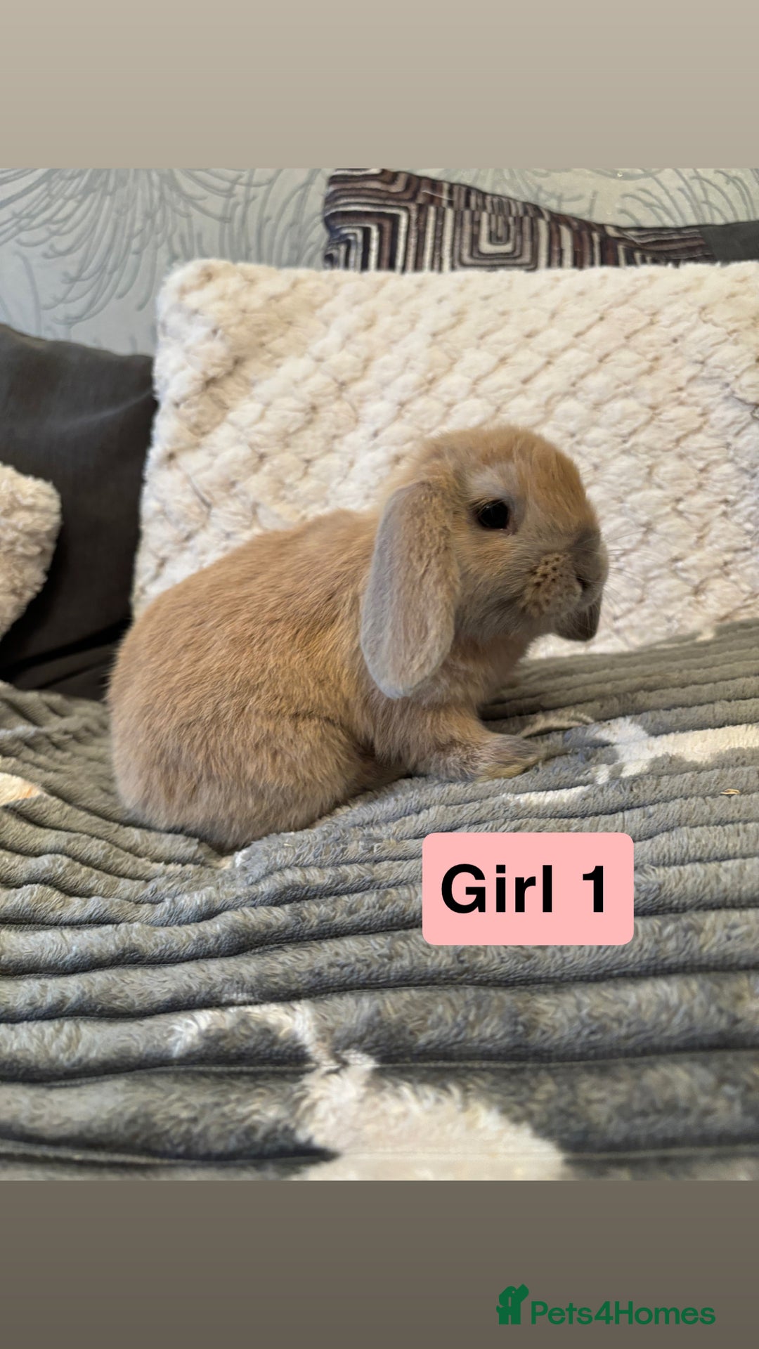 Mini Lop rabbits for sale: 4 Gorgeous Holland Lops😍 - Image 2