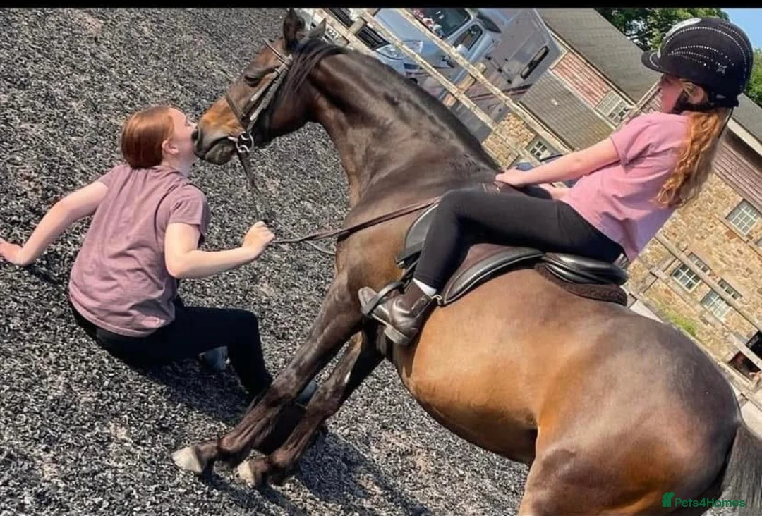 Riding pony horses for sale: Dancer 12hh show pony  in Lancaster - Advert 2