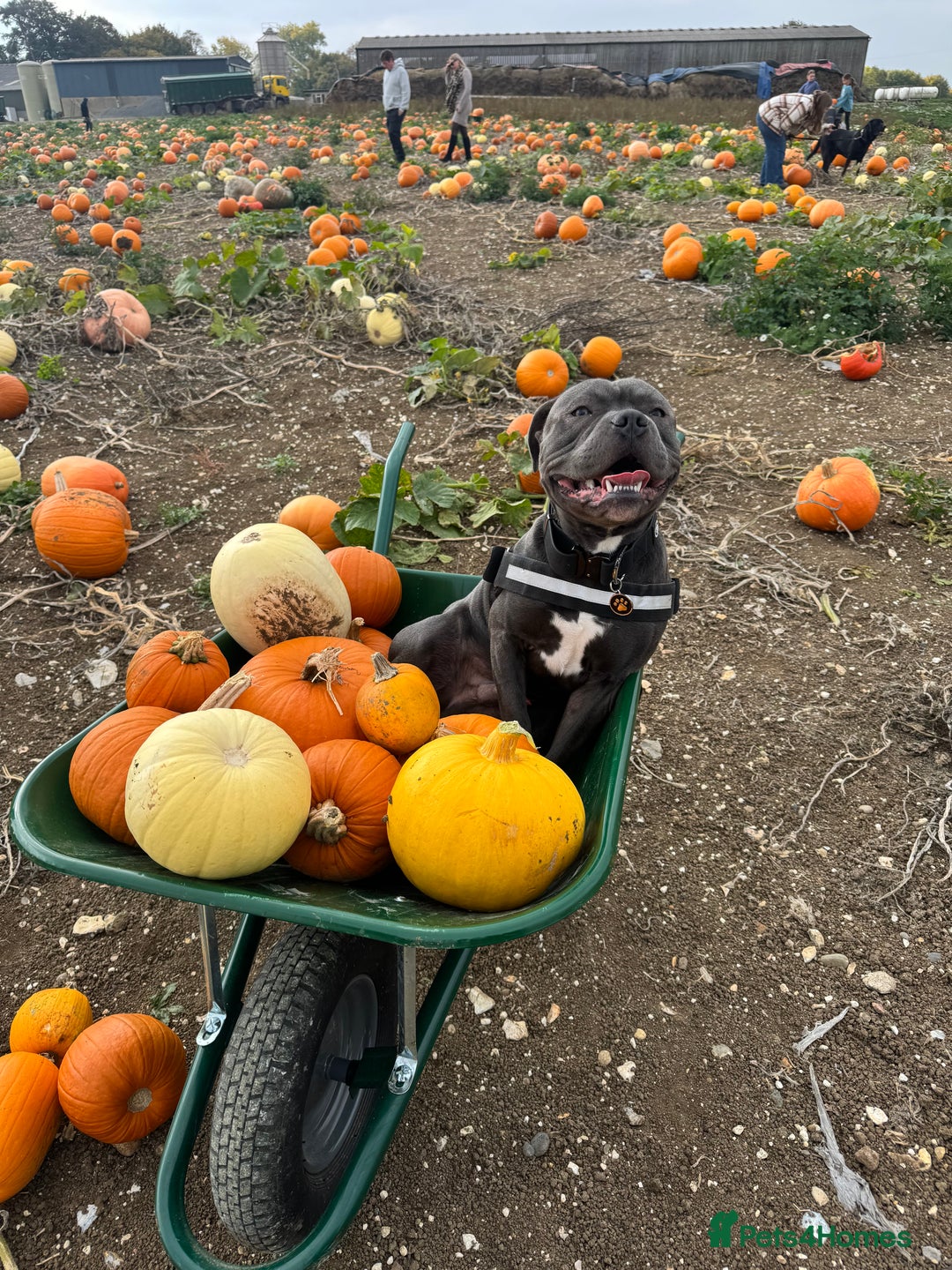 Staffordshire Bull Terrier dogs for stud: Staffordshire Bull Terrier STUD - Image 1