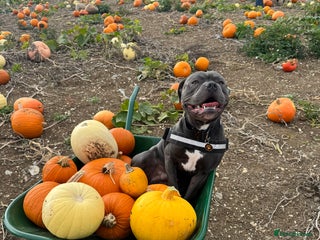 Staffordshire Bull Terrier dogs for stud - Advert 1